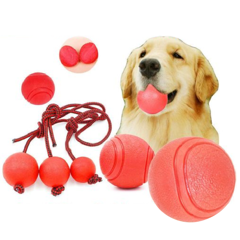 Golden retriever teddy dog toy trainin